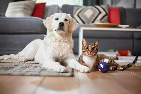 Aspiradoras de trineo para hogares con mascotas